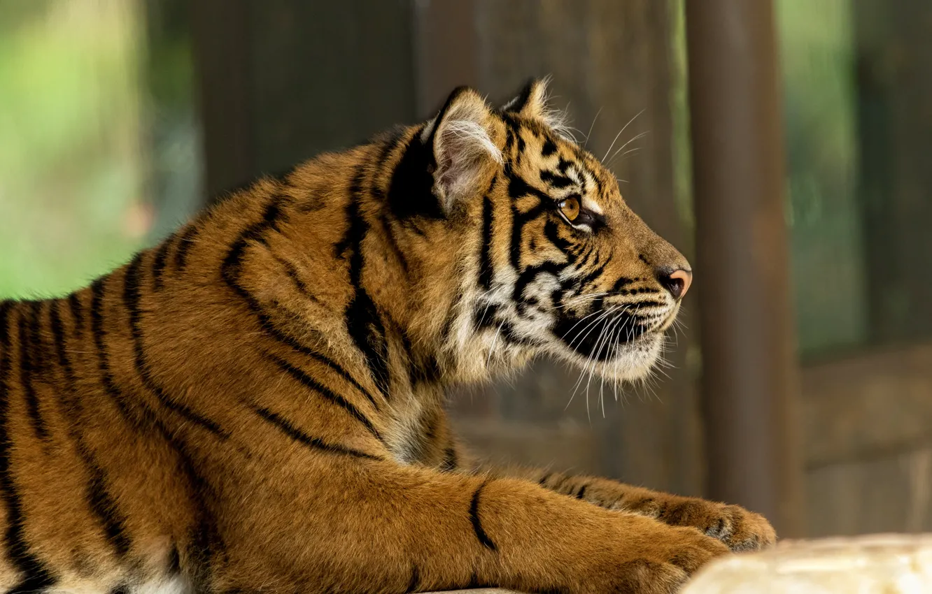Photo wallpaper look, tiger, pose, background, paws, lies, profile, young