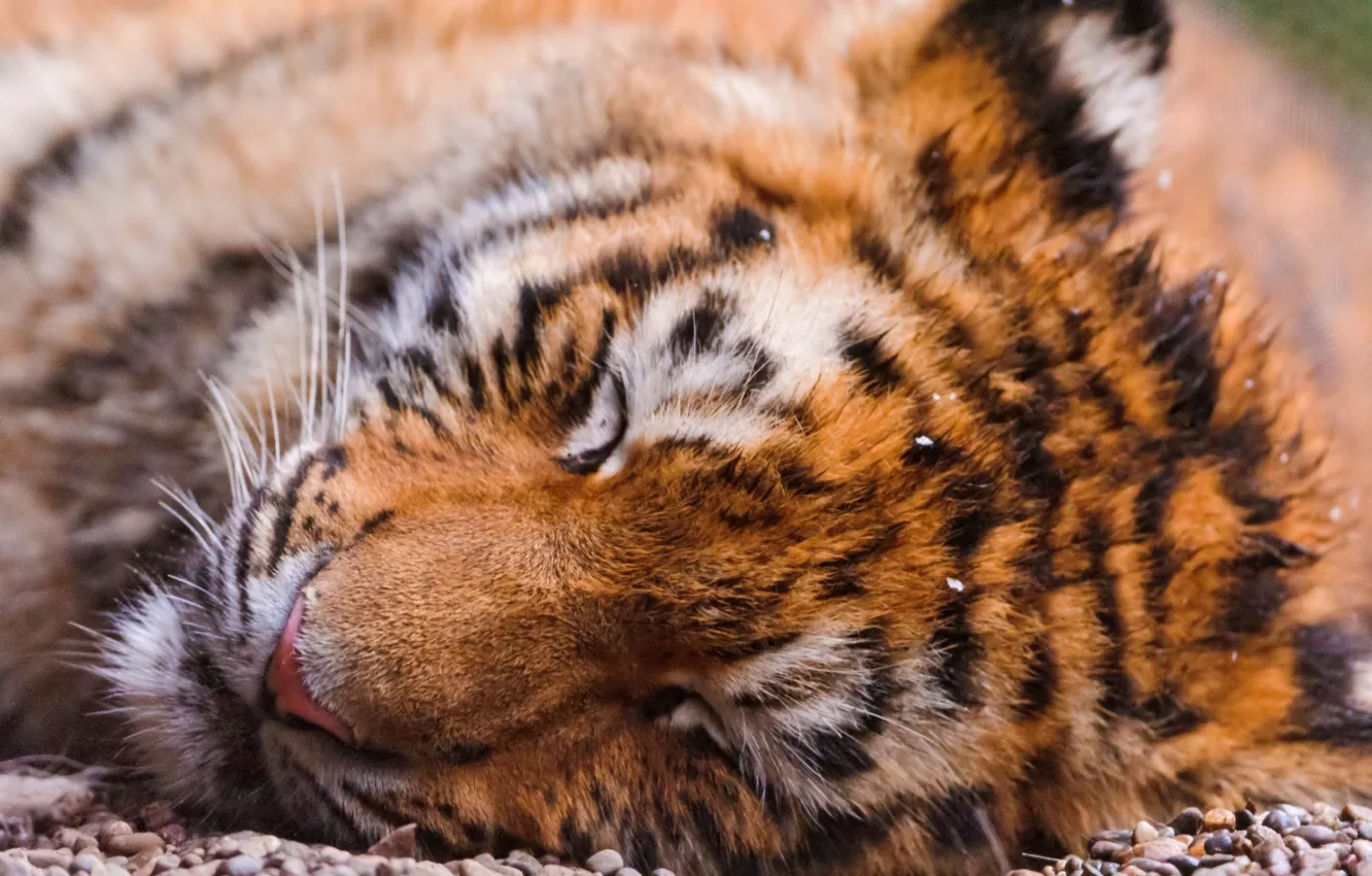Photo wallpaper face, tiger, Wallpaper, sleeping