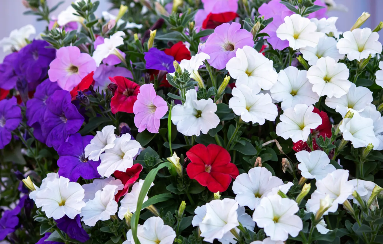 Photo wallpaper purple, flowers, red, bright, pink, white, flowerbed, different