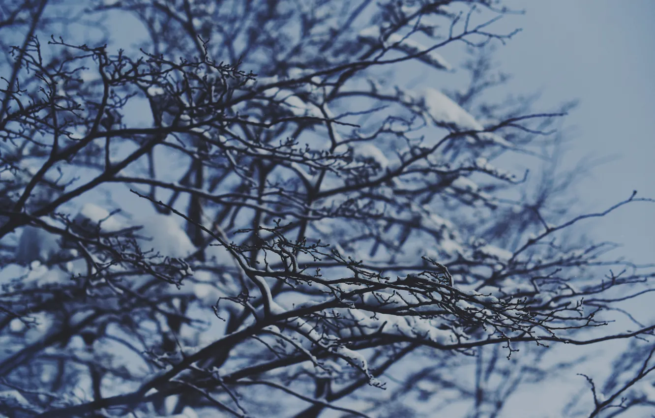 Photo wallpaper winter, snow, branches, tree