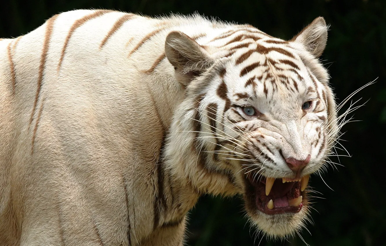 Photo wallpaper Predator, animal, white tiger, wildlife, teeth, Albino, Aggression