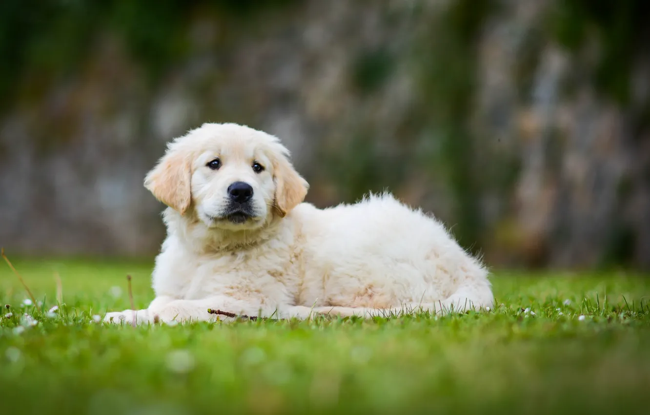 Photo wallpaper dog, puppy, bokeh, Golden Retriever, Golden Retriever