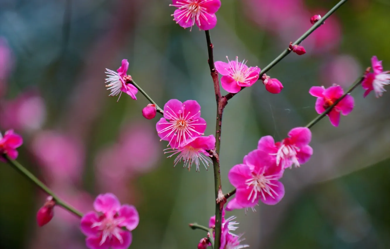 Photo wallpaper branch, flowering, flowers, Apricot Japanese