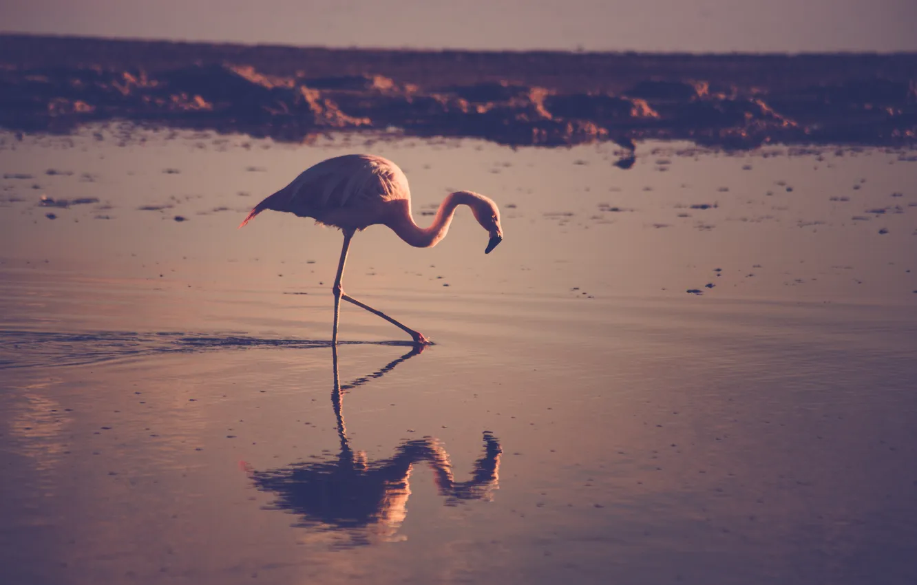 Photo wallpaper water, reflection, bird, feathers, Flamingo