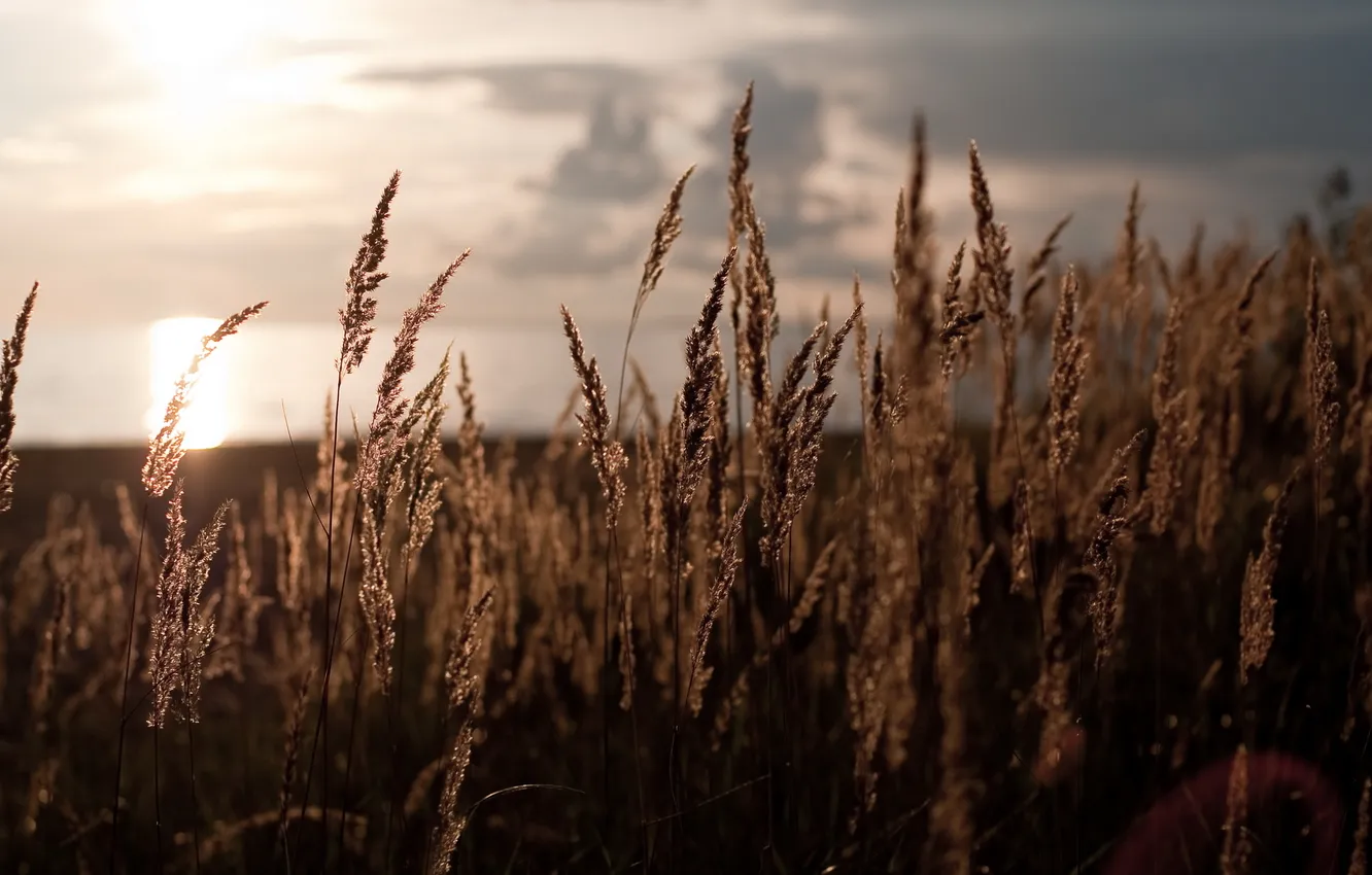Photo wallpaper grass, the sun, Bay, Finnish