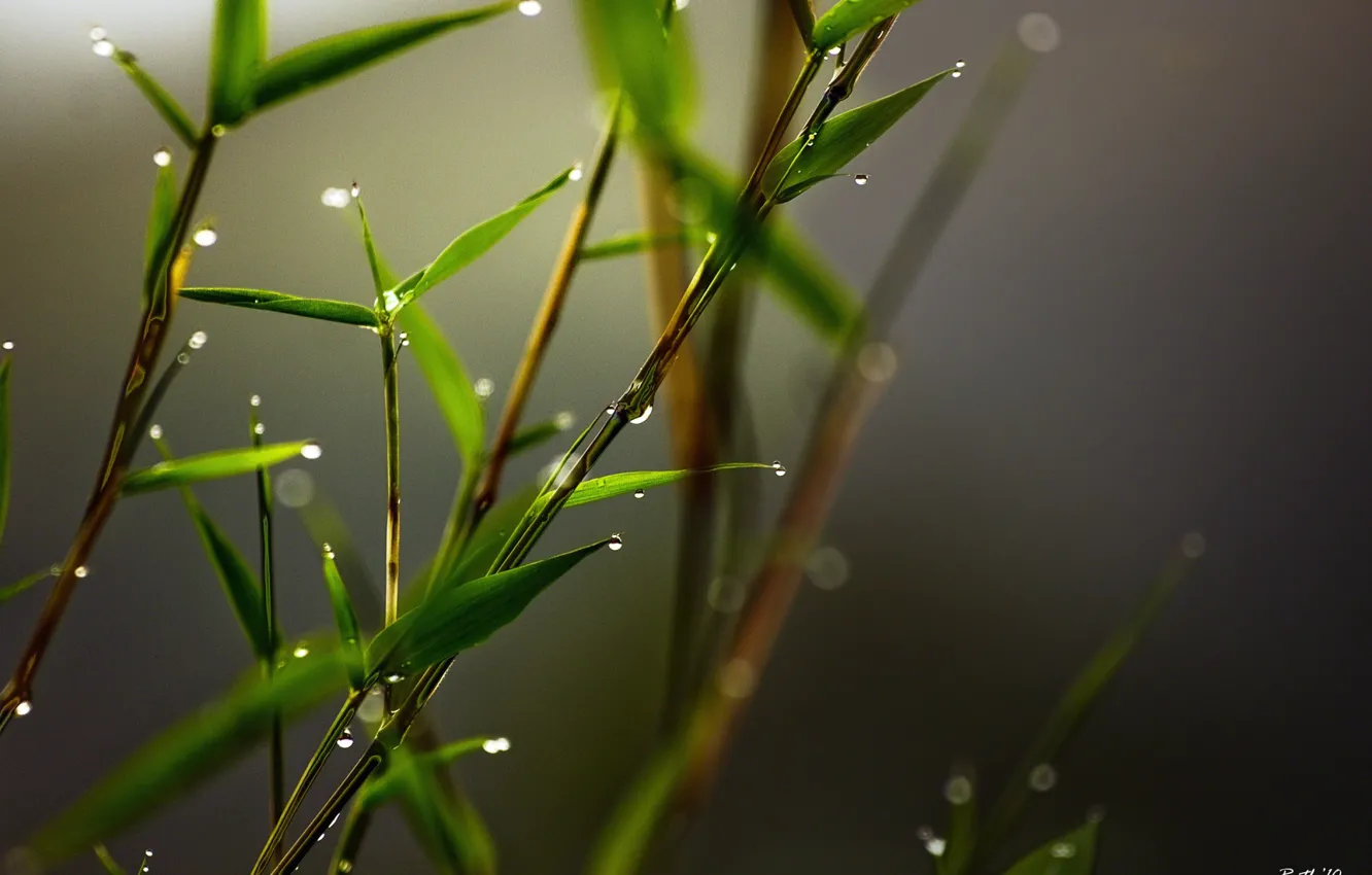 Photo wallpaper grass, leaves, light, freshness, Rosa, minimalism, bamboo