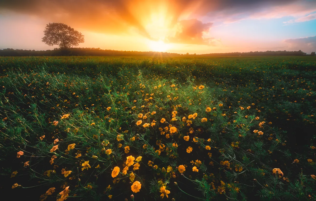 Photo wallpaper field, flowers, marigolds