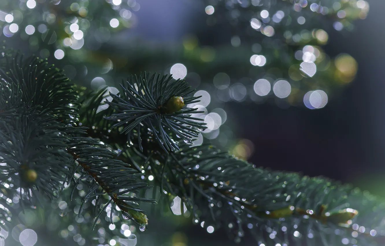 Photo wallpaper water, drops, macro, branches, tree, spruce, needles, bokeh