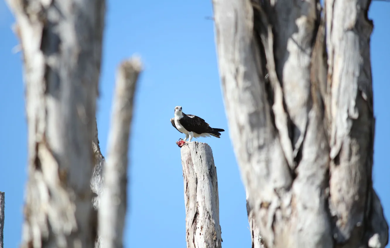 Photo wallpaper trees, eagle, mining