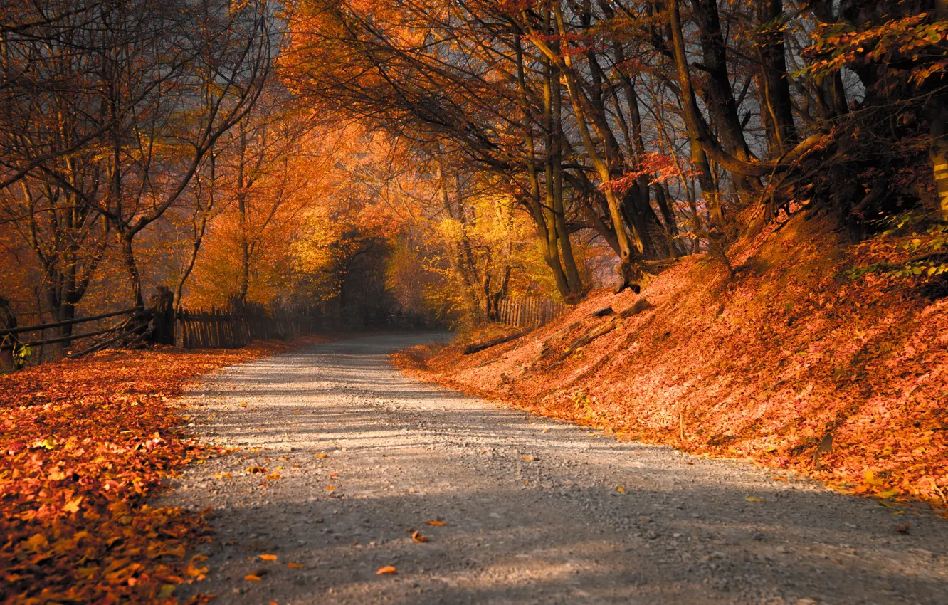 Photo wallpaper road, autumn, nature