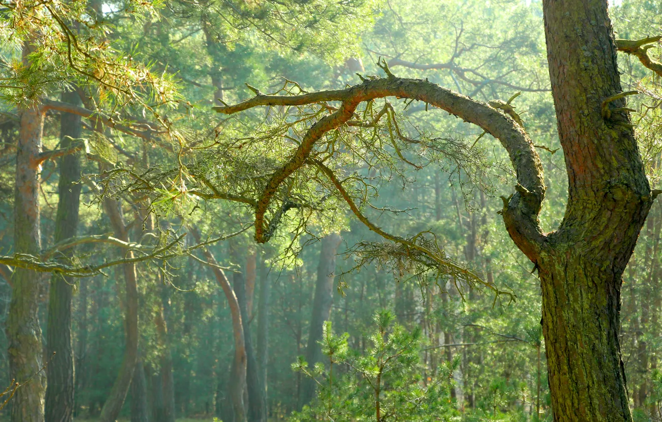 Photo wallpaper forest, tree, twig