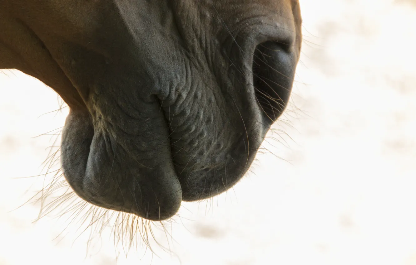 Photo wallpaper face, background, horse, horse
