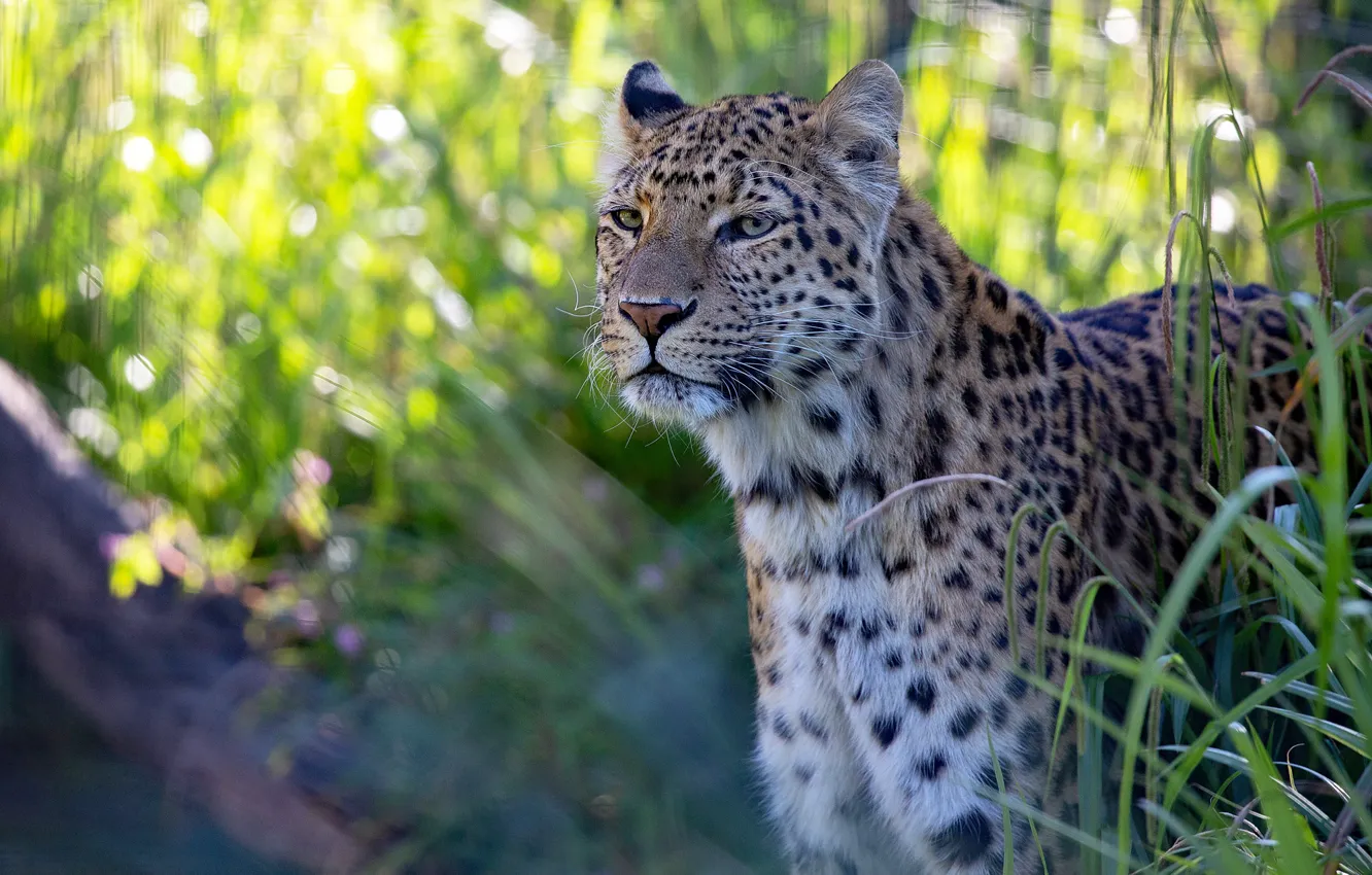 Photo wallpaper face, light, portrait, leopard, bokeh