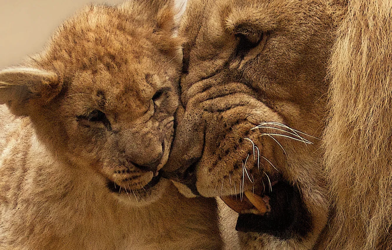 Photo wallpaper Predator, animal, Africa, panthera leo, wild, big cat, lion photo