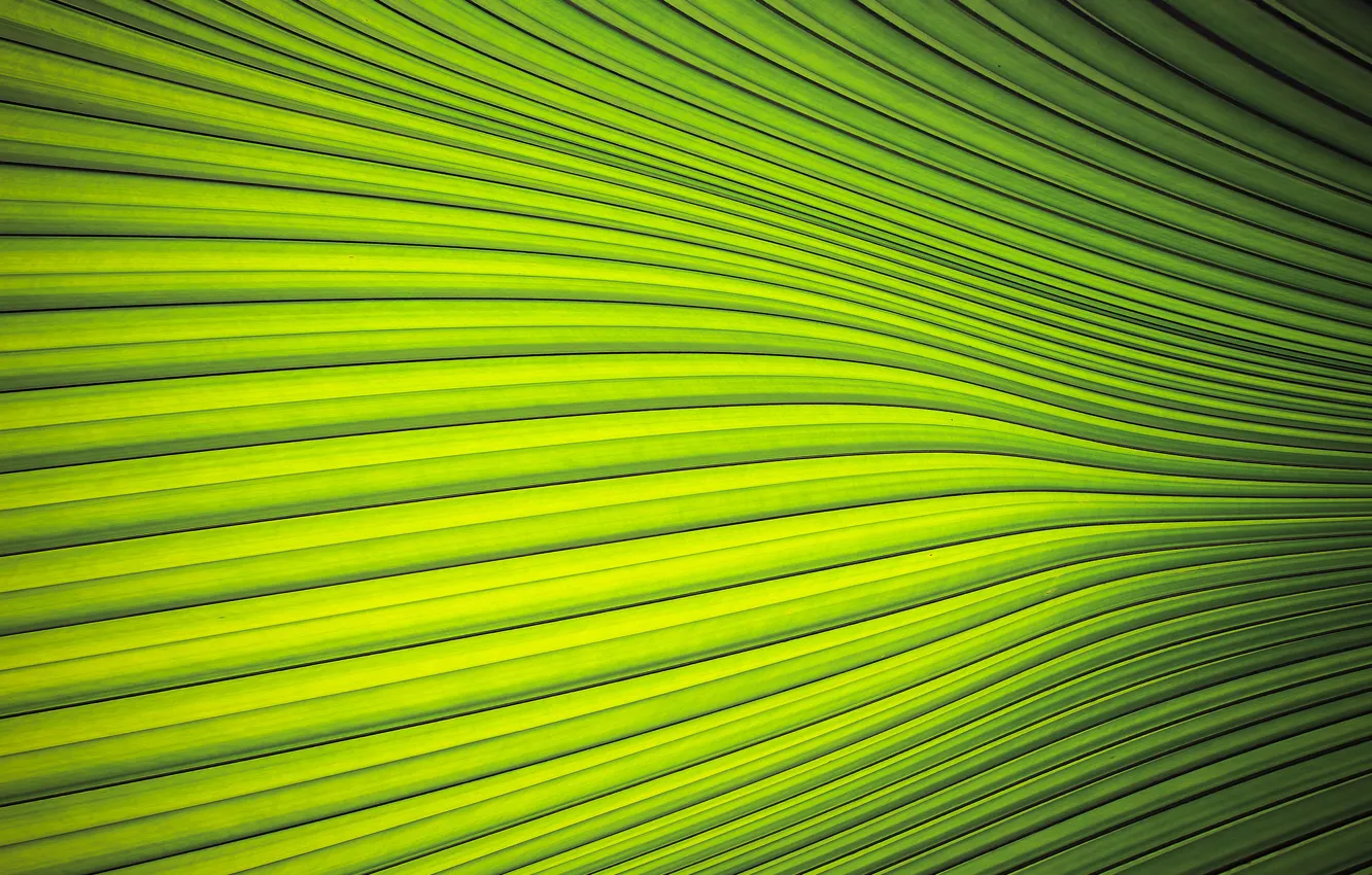 Photo wallpaper macro, sheet, Palma, the palm leaf