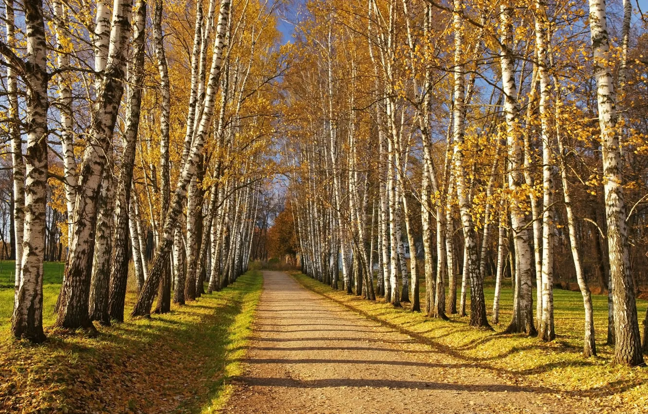 Photo wallpaper autumn, track, birch, trees, autumn, path, fall