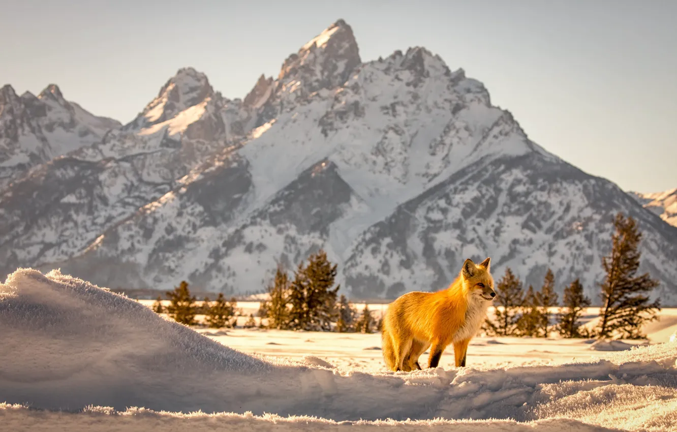 Photo wallpaper winter, snow, landscape, mountains, nature, animal, Fox, Wyoming
