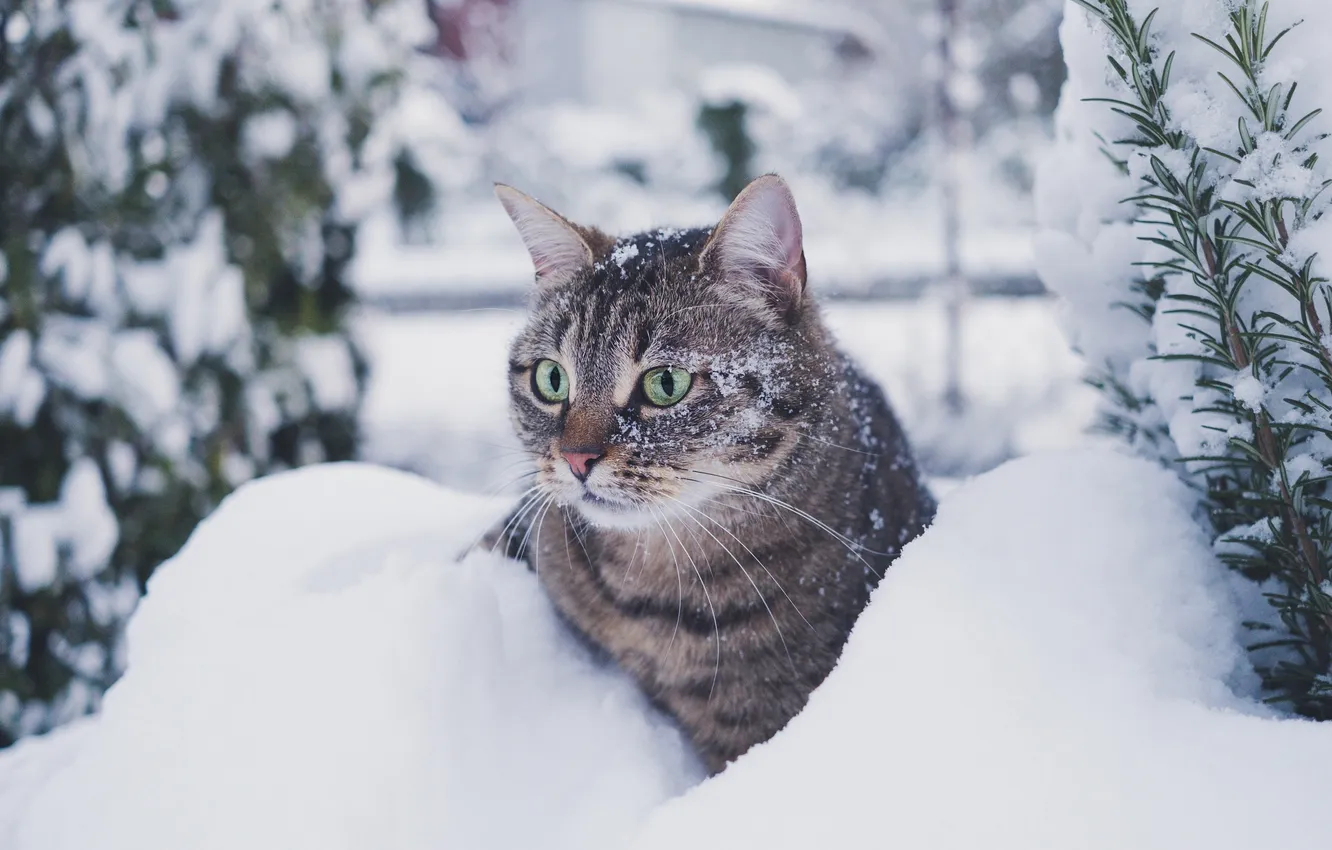 Photo wallpaper snow, green eyes, tabby cat