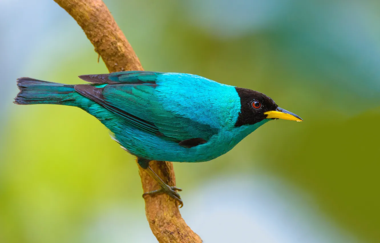 Photo wallpaper trees, branches, bird