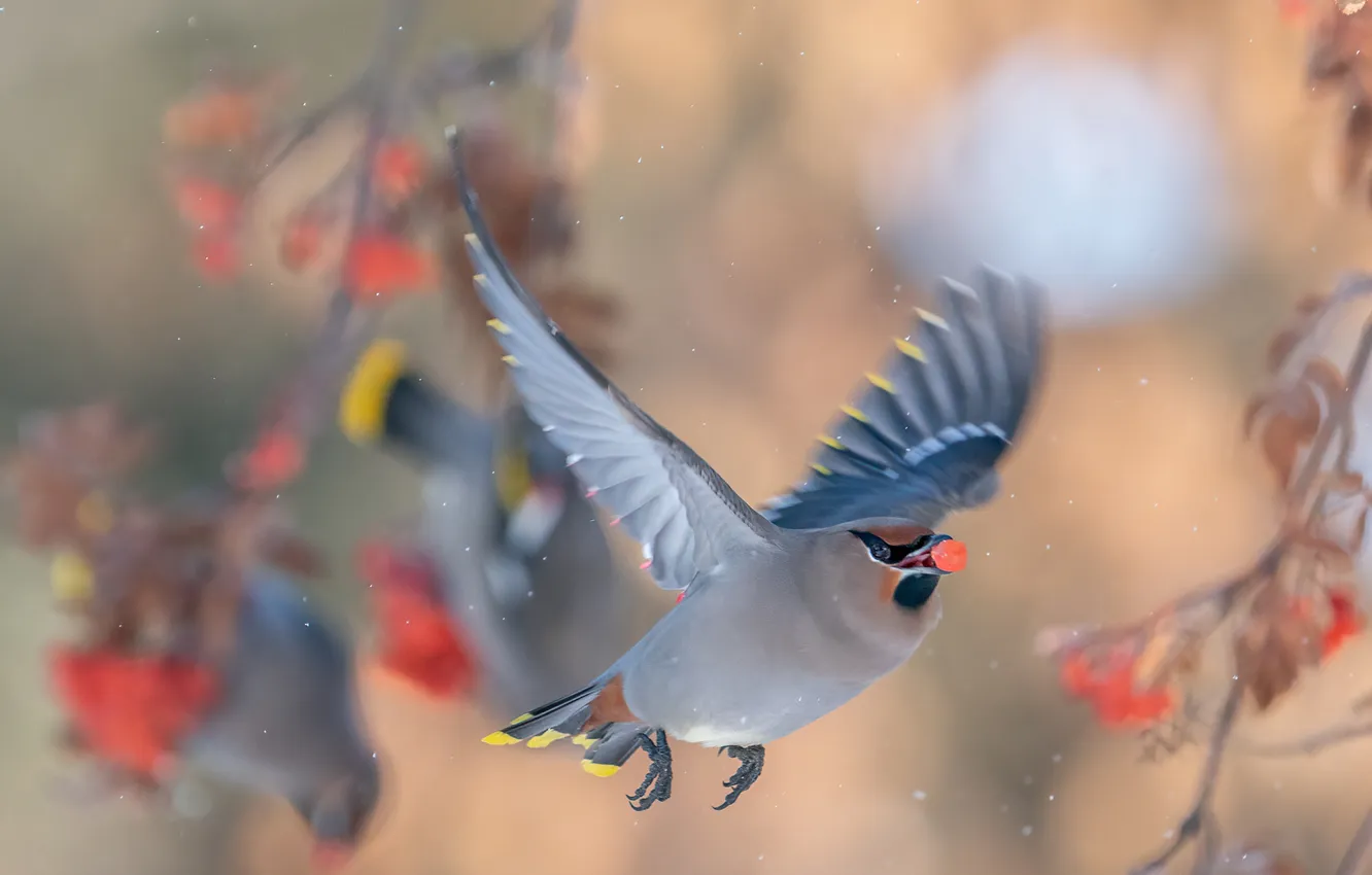 Photo wallpaper flight, branches, berries, bird, blur, fruit, bokeh, the Waxwing