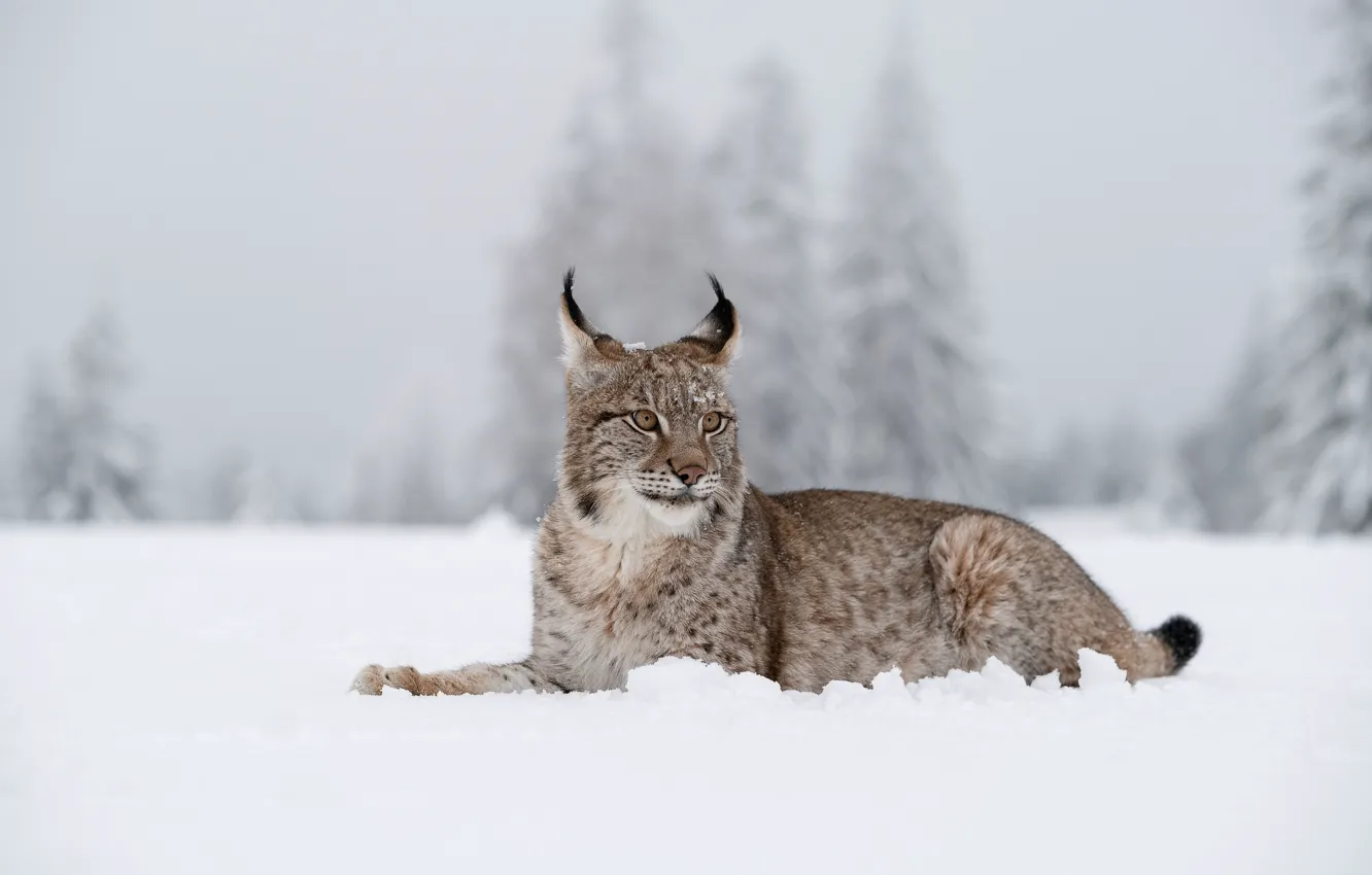 Photo wallpaper winter, snow, ate, lies, lynx