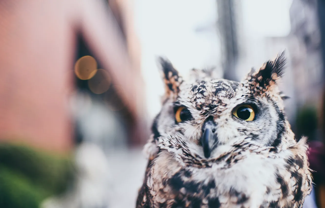 Photo wallpaper owl, street, blurred background