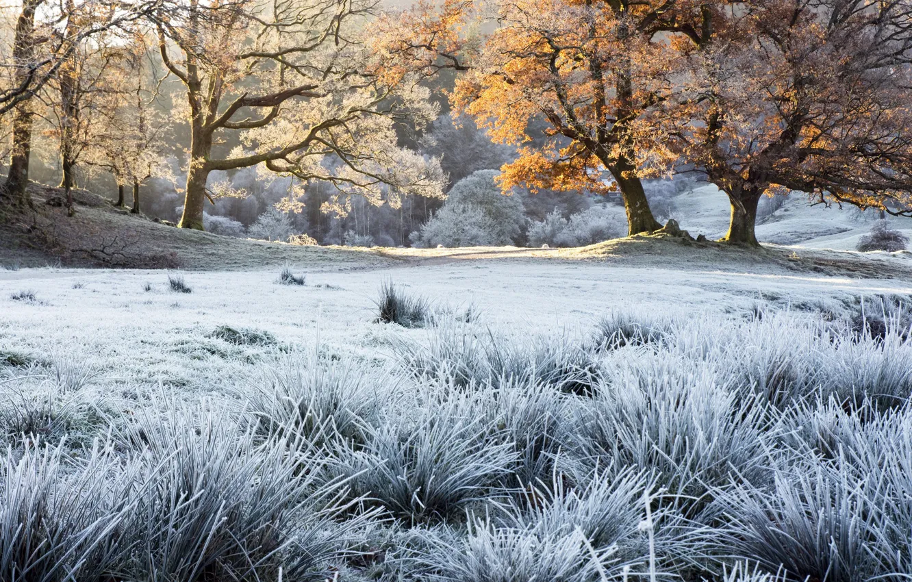 Photo wallpaper frost, autumn, grass