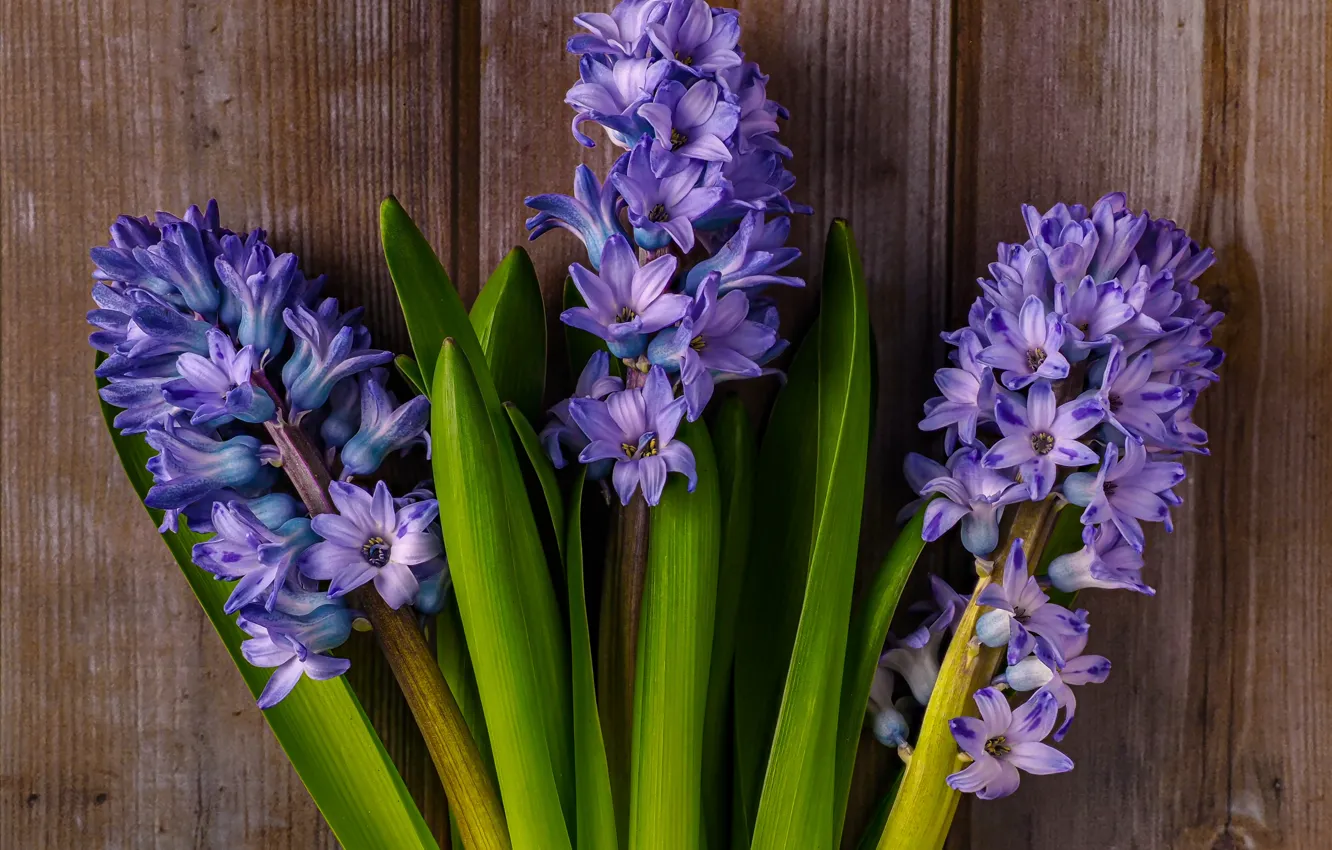 Photo wallpaper leaves, flowers, Board, bouquet, spring, trio, lilac, hyacinths