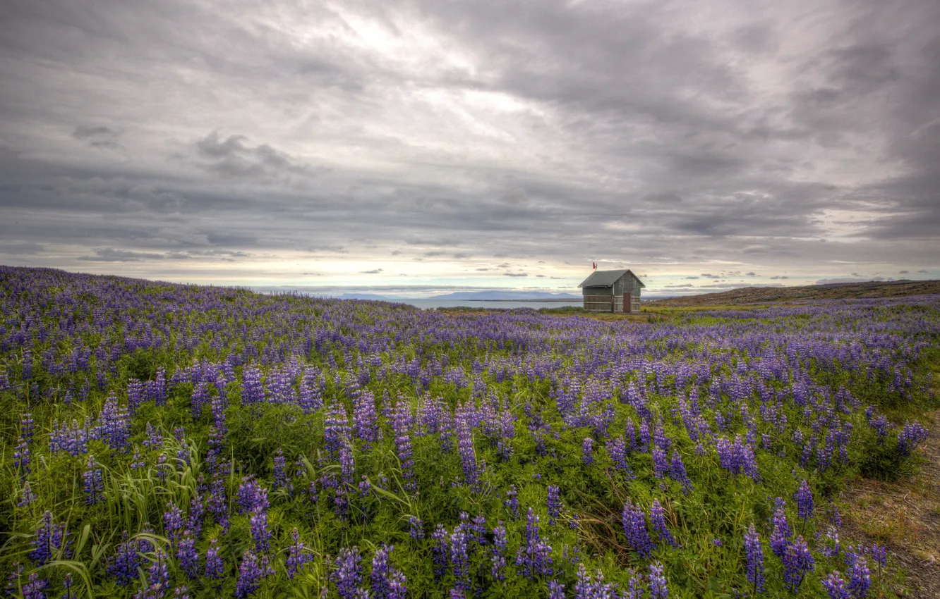 Photo wallpaper field, summer, the sky, clouds, flowers, overcast, thickets, dal