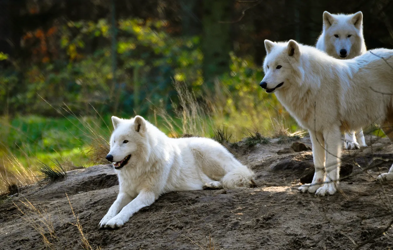 Photo wallpaper white, summer, nature, background, hills, wolf, pack, group