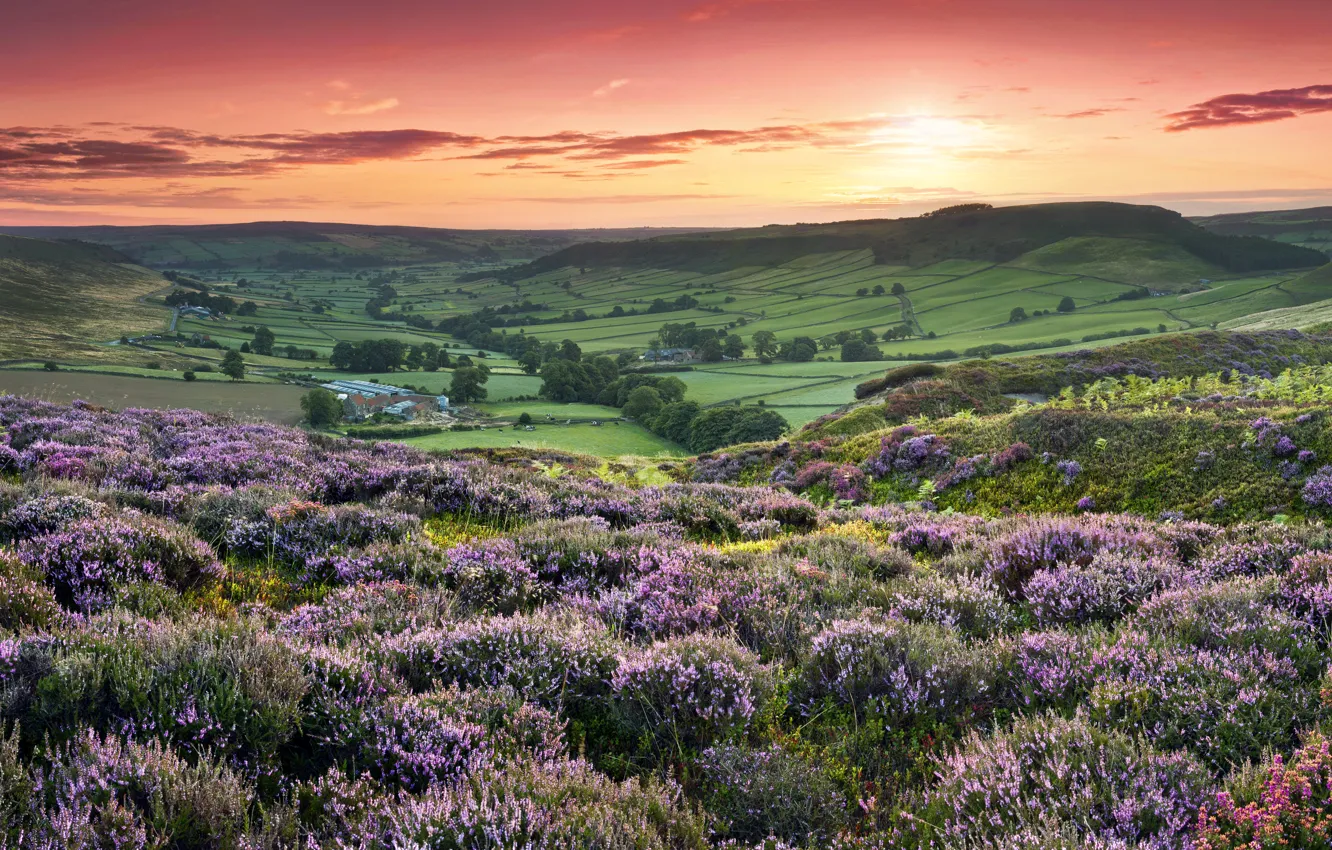 Photo wallpaper sunset, flowers, hills, field, England, sunset, flowers, fields