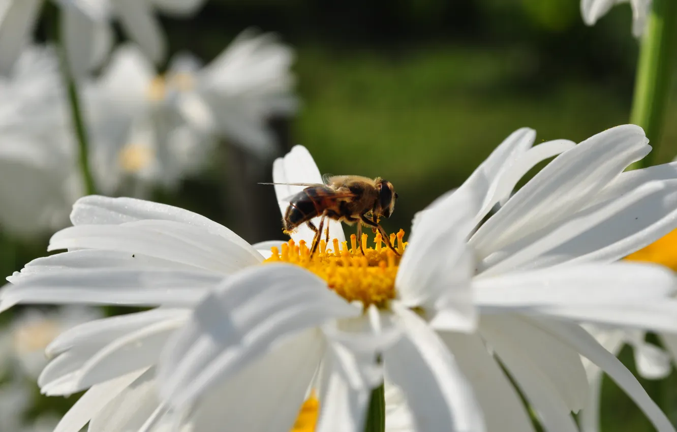Photo wallpaper insects, bee, Flowers, Daisy