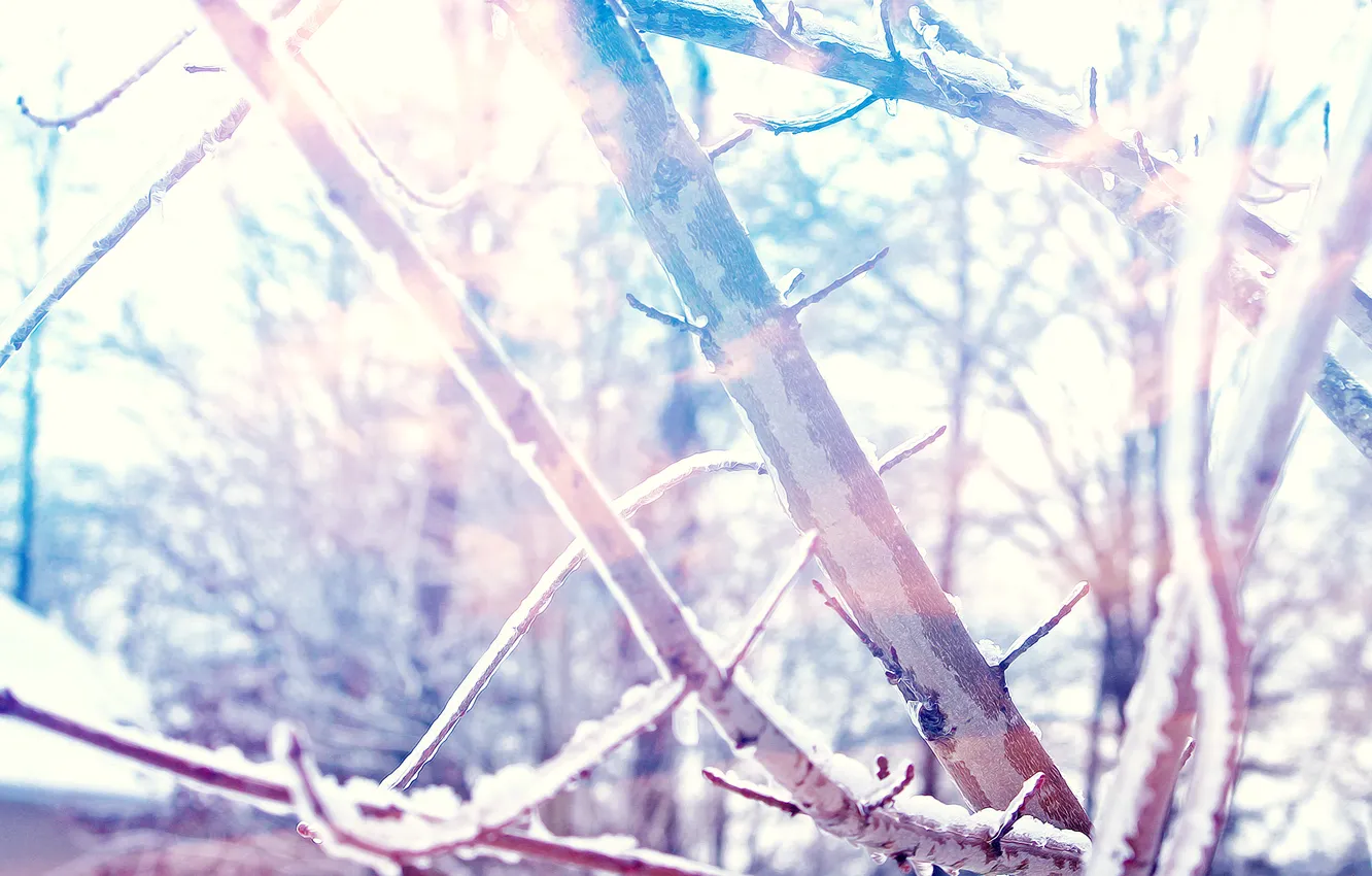 Photo wallpaper winter, snow, trees, branches, Sunny