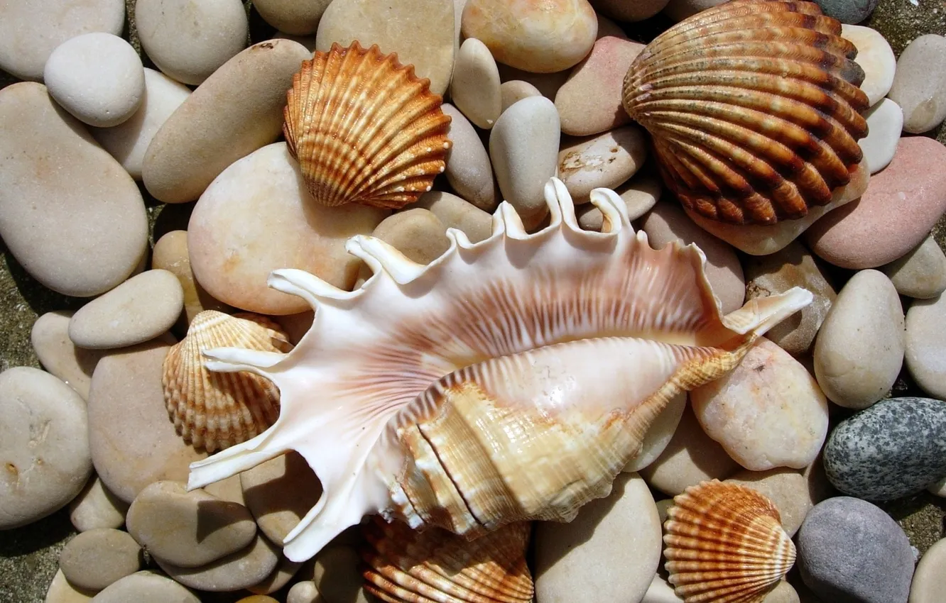 Photo wallpaper stones, scallop, shell