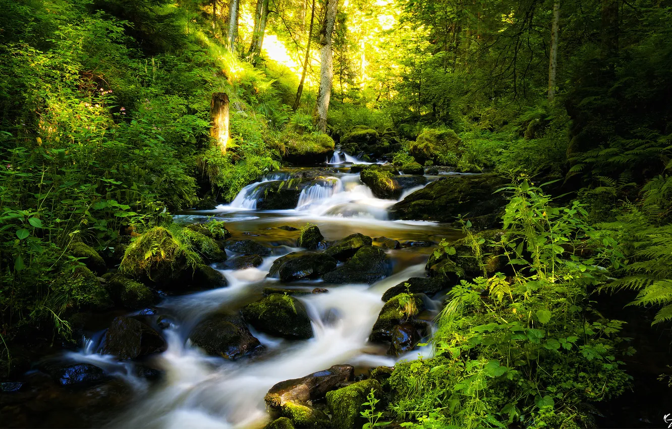 Photo wallpaper forest, trees, river, stones