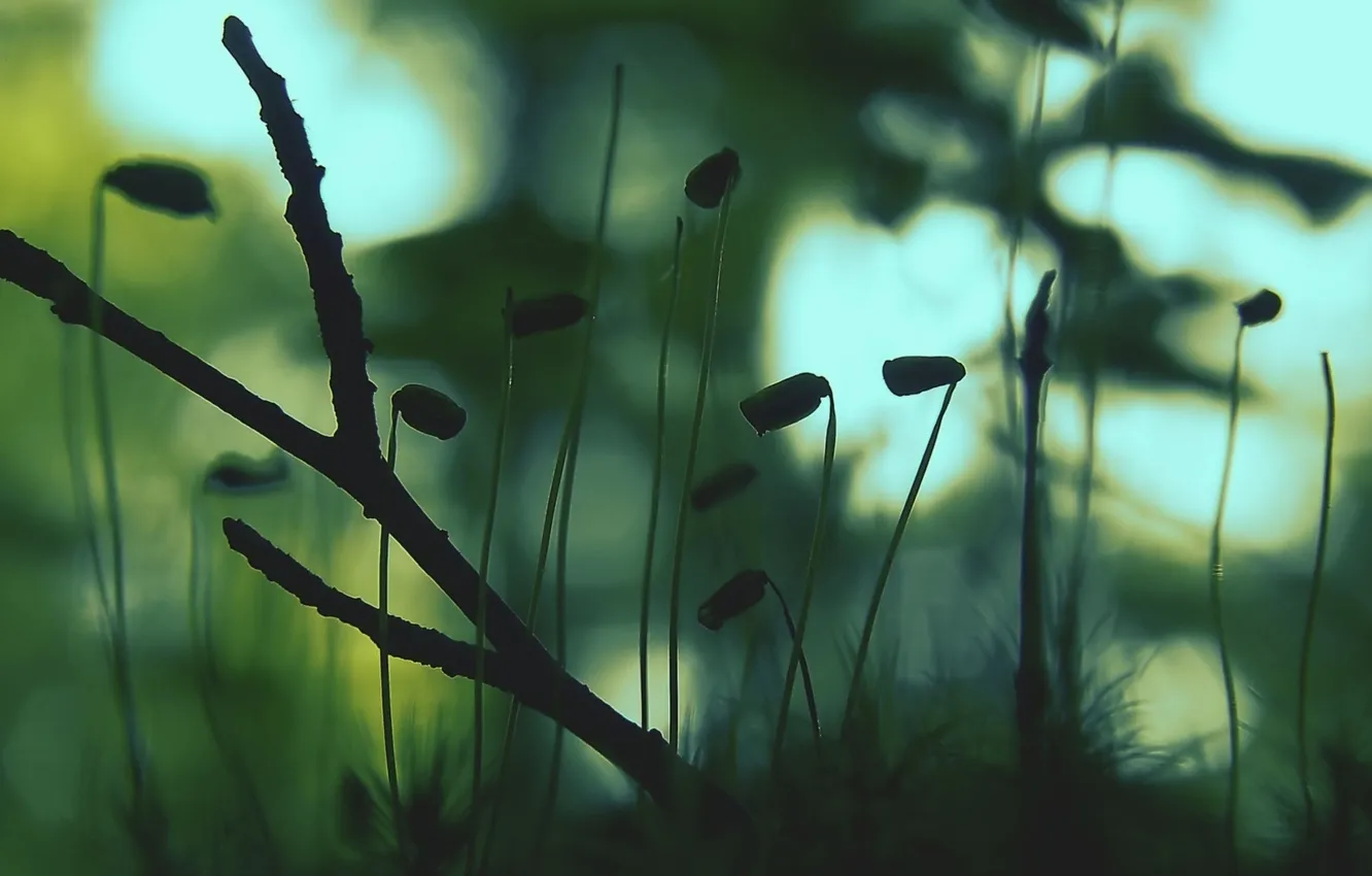 Photo wallpaper branches, moss, morning, buds
