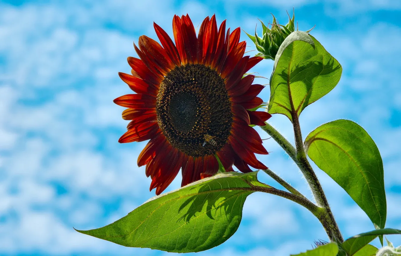 Photo wallpaper the sky, clouds, sunflowers, flowers, bee, petals, insect