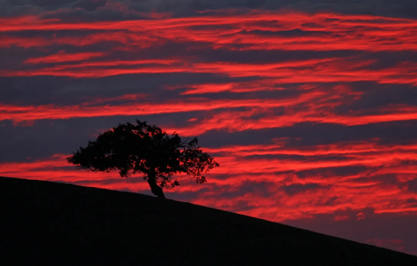 Photo wallpaper the sky, clouds, tree, slope, silhouette, glow
