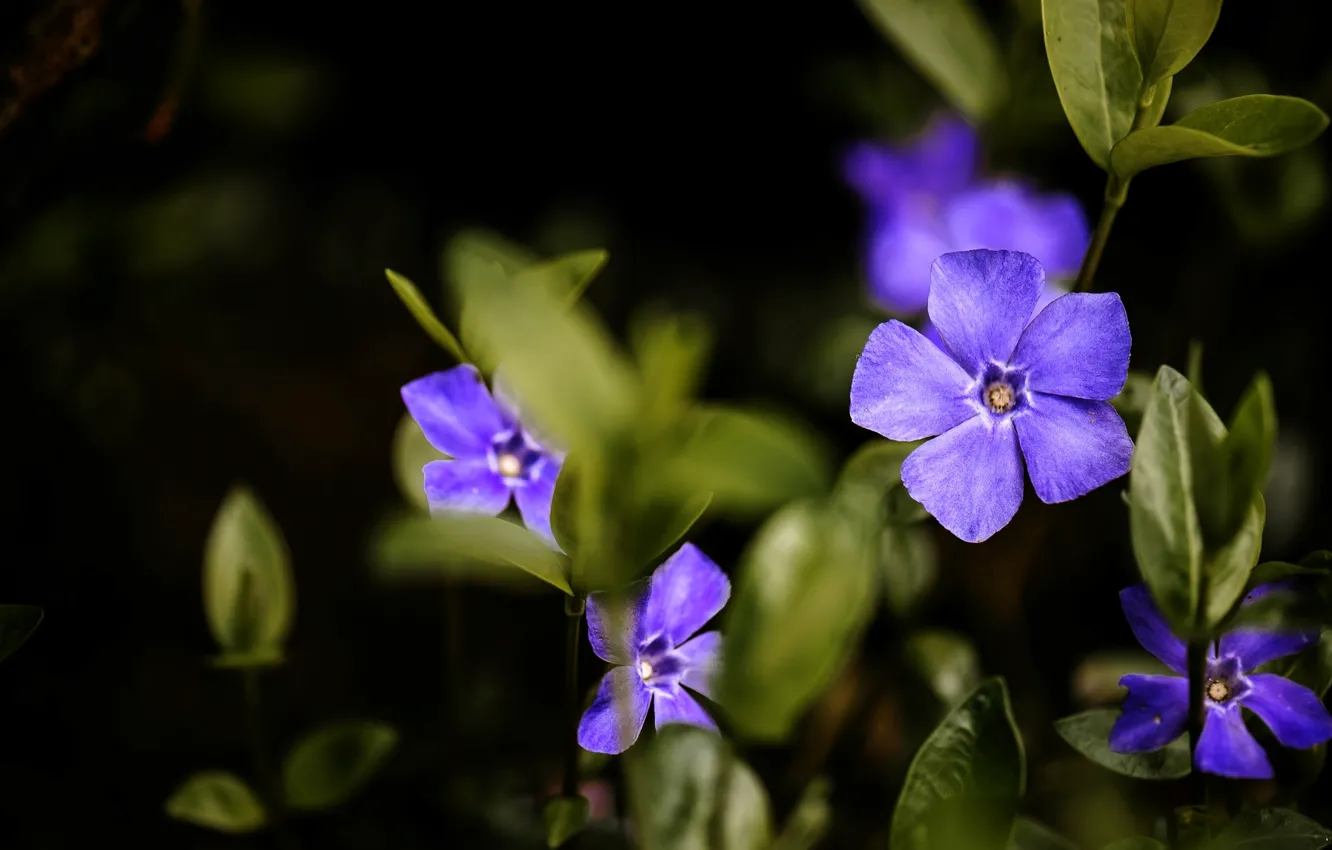 Photo wallpaper purple, macro, periwinkle