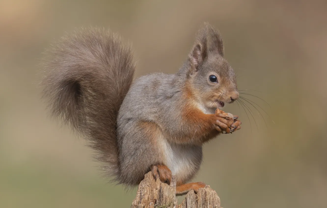 Photo wallpaper nature, pose, stump, protein, red, nuts, face, meal