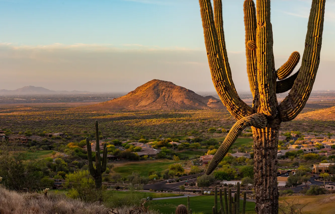 Photo wallpaper mountains, wildlife, a large cactus