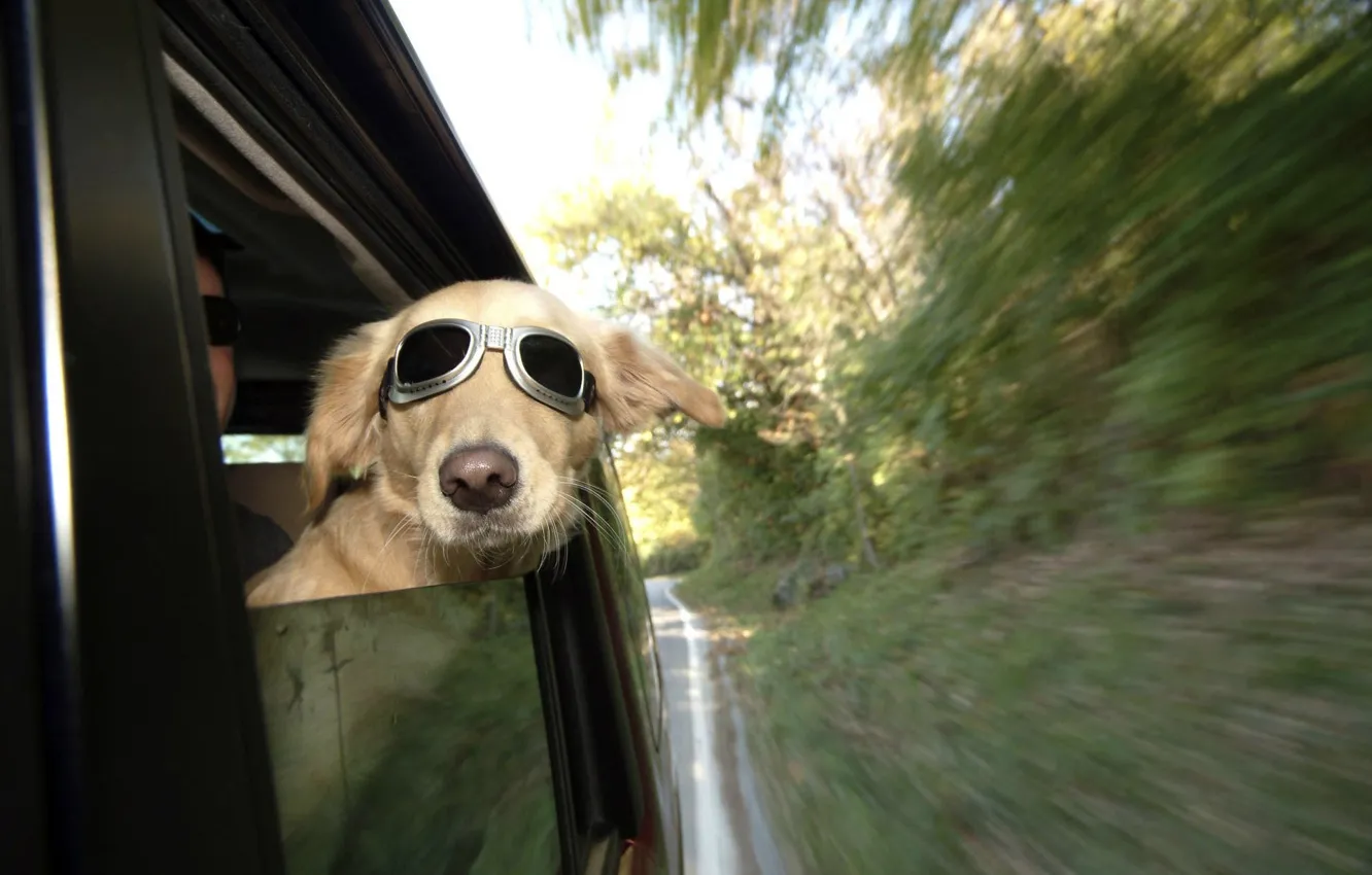 Photo wallpaper dog, train, railway, funny, wind, human, ears, spectacles