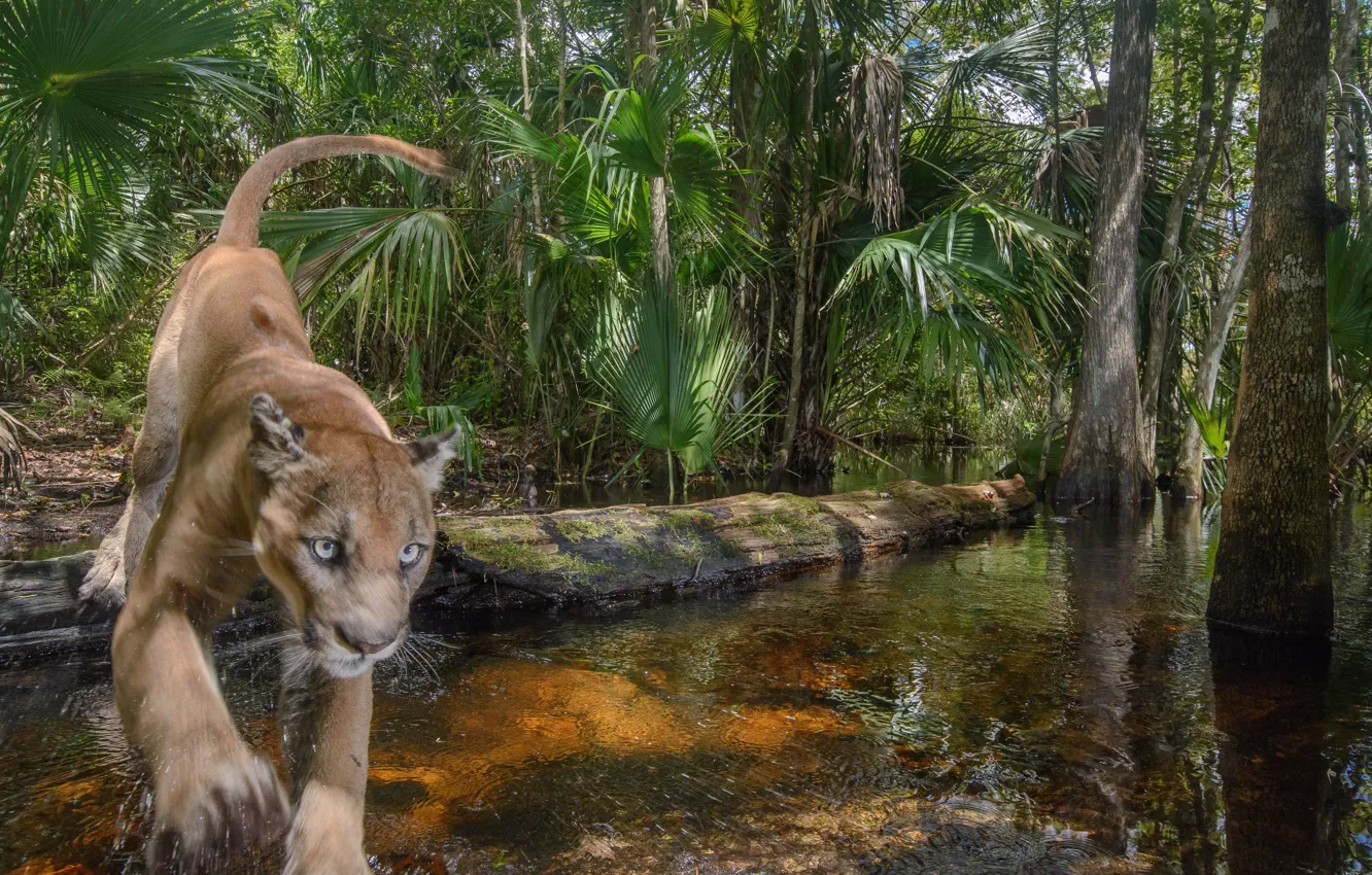 Photo wallpaper trees, predator, jungle, big cat, male, National reserve, Florida Panther, National Wildlife Refuge