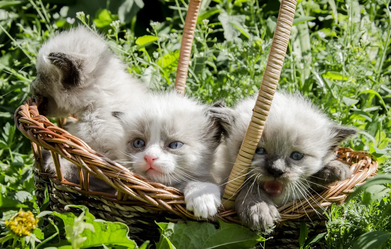 Photo wallpaper grass, basket, kittens