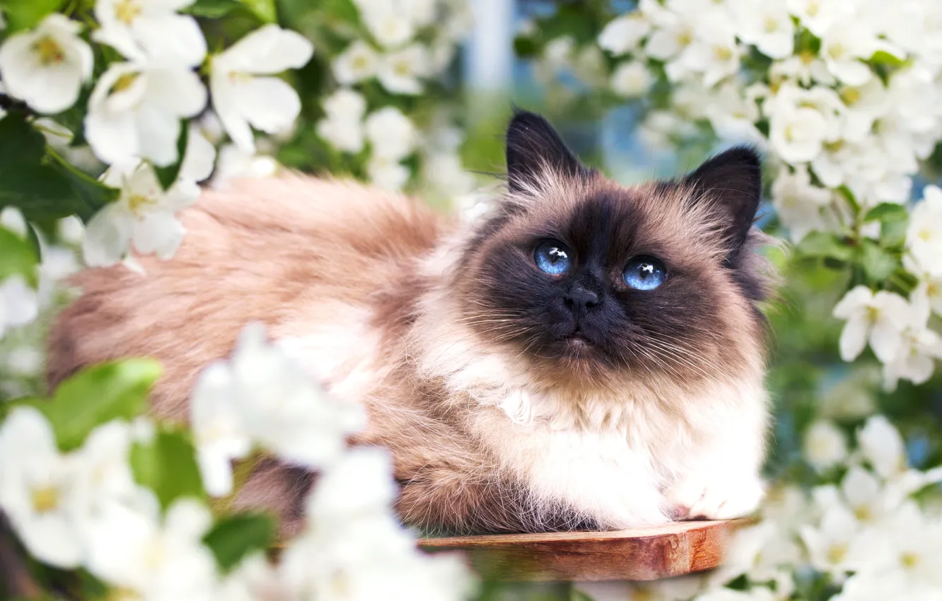 Photo wallpaper cat, flowers, spring, muzzle, fluffy