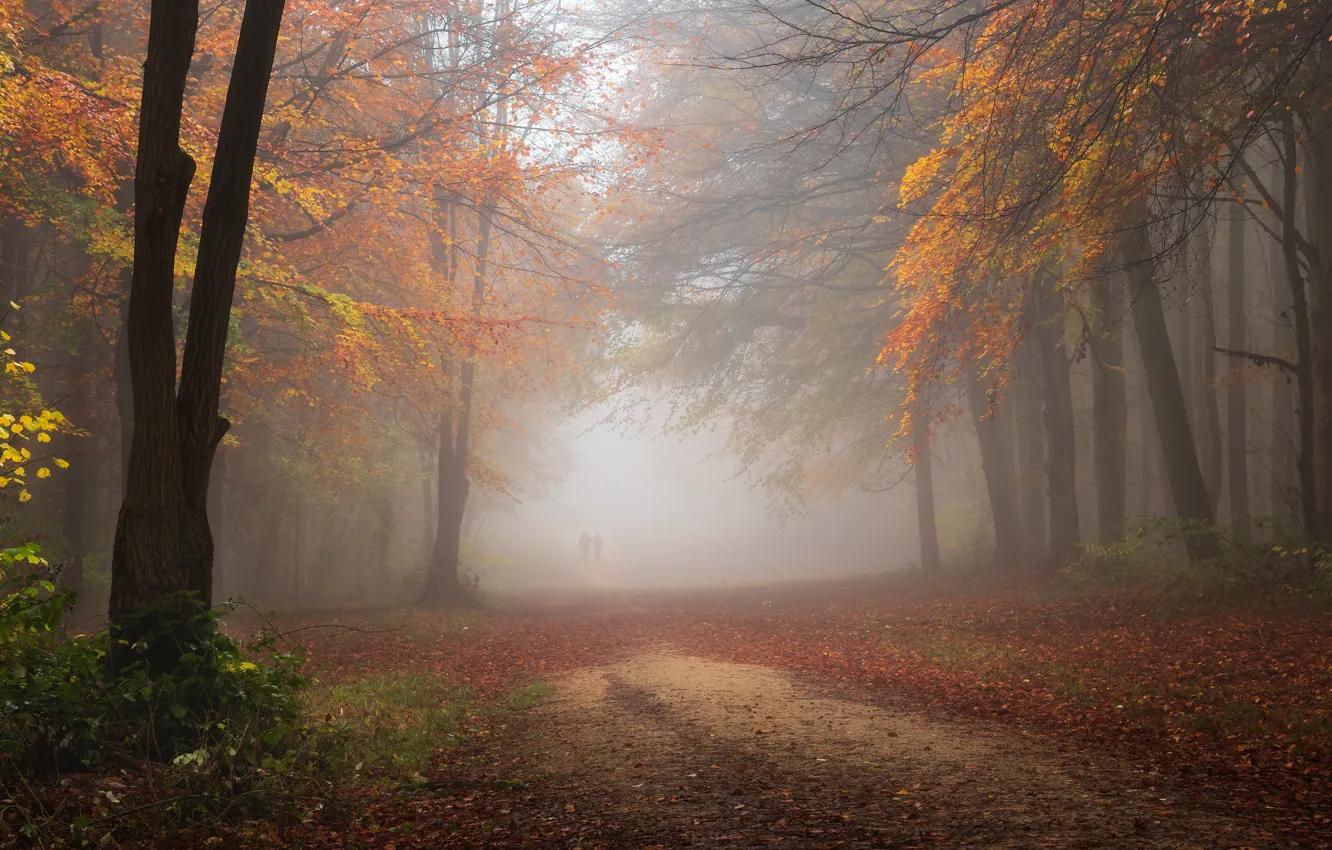 Photo wallpaper forest, trees, branches, nature, fog, Park, foliage, people