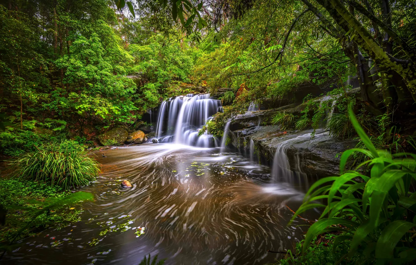 Photo wallpaper forest, trees, waterfall, river