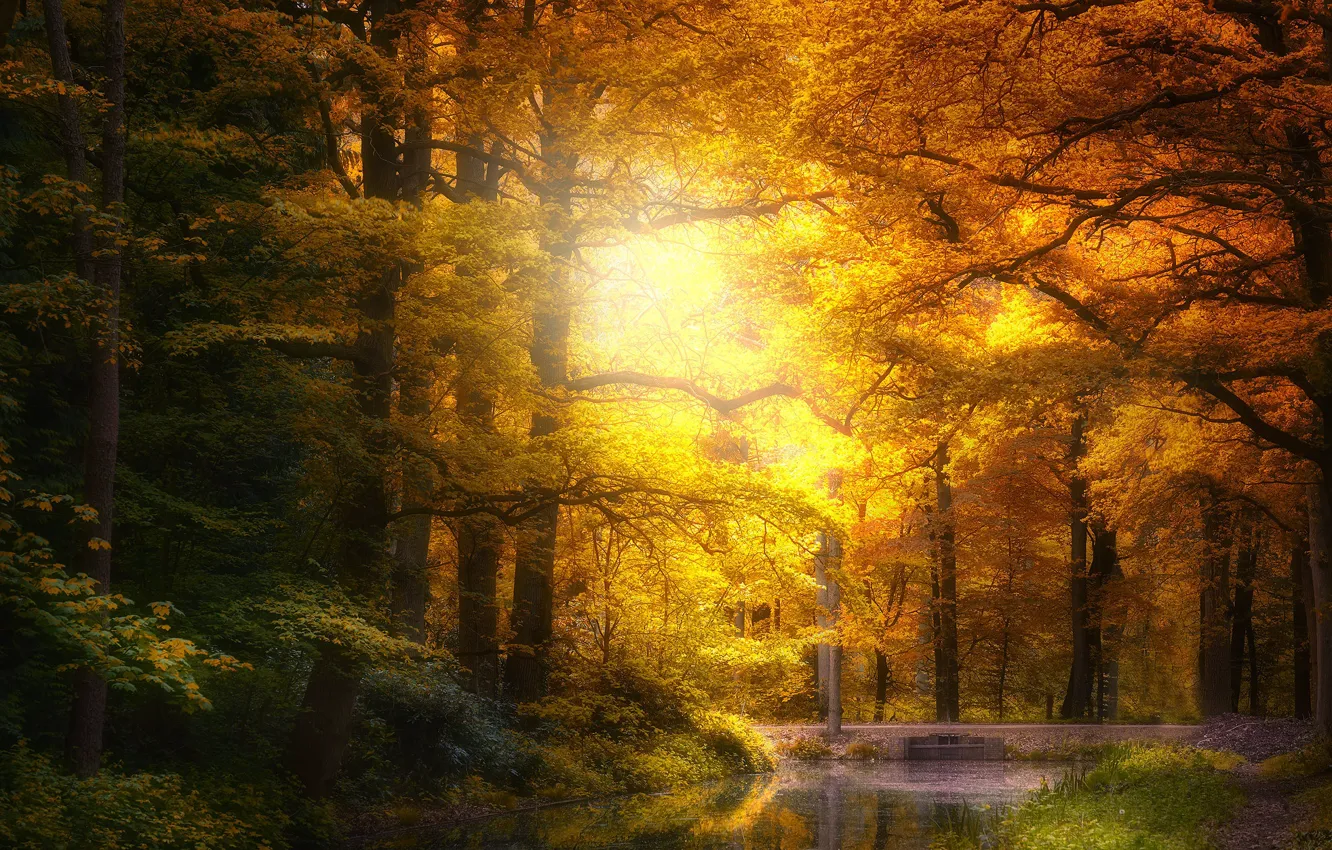 Photo wallpaper autumn, forest, pond, Park, foliage, pond, Golden autumn