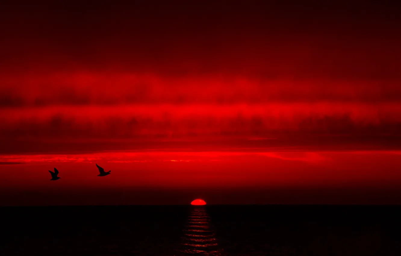 Photo wallpaper sea, the sky, clouds, sunset, birds