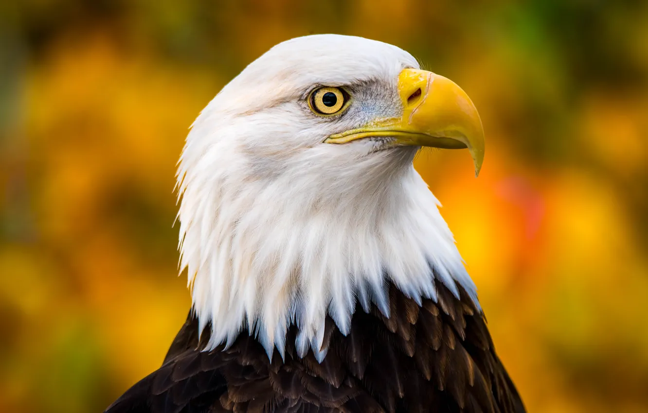 Photo wallpaper eyes, look, close-up, bird, eagle, portrait, yellow background, handsome